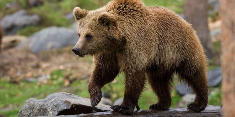 Βρήκε αρκούδα να ψαχουλεύει.. στην κουζίνα της (video)