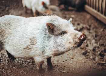 Γουρούνι βρίσκει ξεχασμένες μπύρες και… γίνεται ντίρλα! (video)