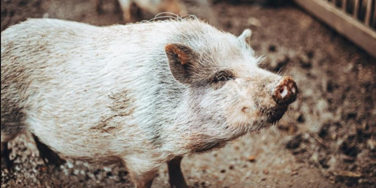 Γουρούνι βρίσκει ξεχασμένες μπύρες και… γίνεται ντίρλα! (video)