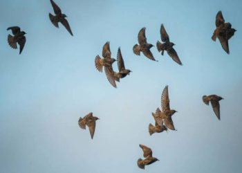 Ναύπλιο: Μαζικός θάνατος πουλιών στην παραλιακή (video)