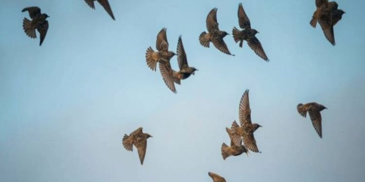 Ναύπλιο: Μαζικός θάνατος πουλιών στην παραλιακή (video)