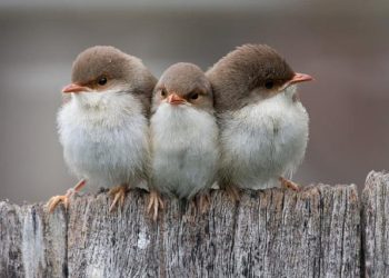 Τι σημαίνει η φράση «τρία πουλάκια κάθονταν»