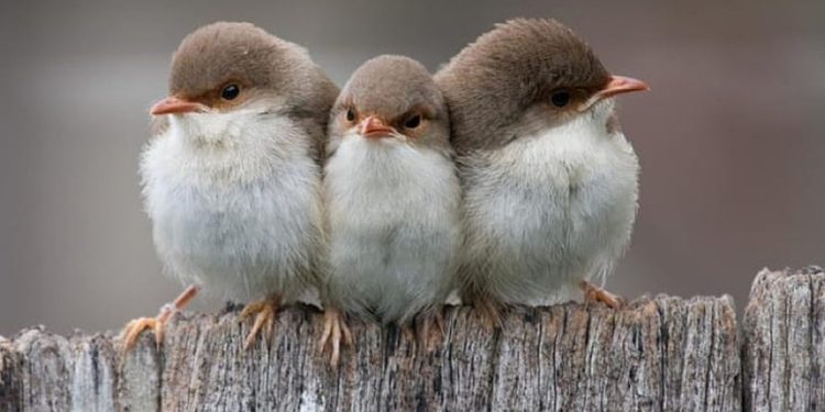 Τι σημαίνει η φράση «τρία πουλάκια κάθονταν»