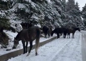 Θραύση κάνουν στο Tiktok τα άγρια άλογα στη χιονισμένη Άνω Χώρα Ναυπακτίας