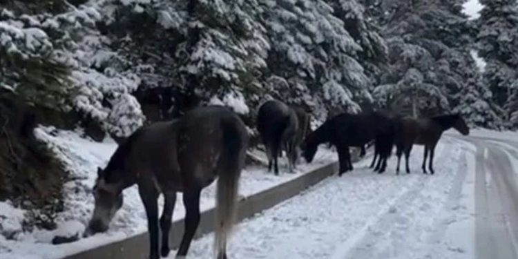 Θραύση κάνουν στο Tiktok τα άγρια άλογα στη χιονισμένη Άνω Χώρα Ναυπακτίας