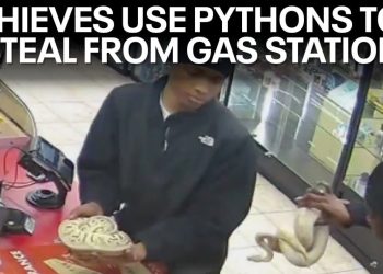 ΗΠΑ: Πήγαν να ληστέψουν βενζινάδικο και αντί για όπλα είχαν φίδια