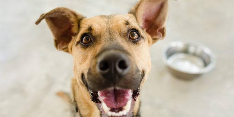 ΗΠΑ: Σκύλος… πυροβόλησε το αφεντικό του