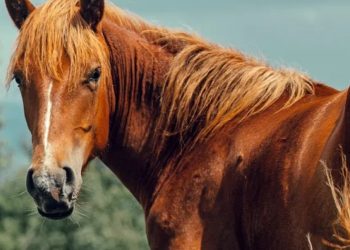 “Λέσβος: 25χρονος χτυπήθηκε στο κεφάλι από άλογο και δίνει μάχη για τη ζωή του”