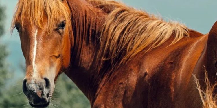 “Λέσβος: 25χρονος χτυπήθηκε στο κεφάλι από άλογο και δίνει μάχη για τη ζωή του”